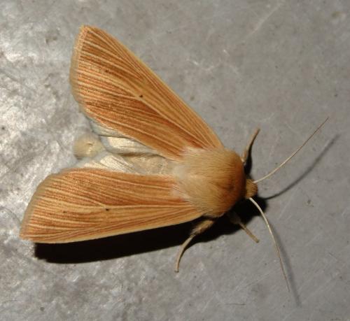 Réf. 188 083 : Mythimna pallens